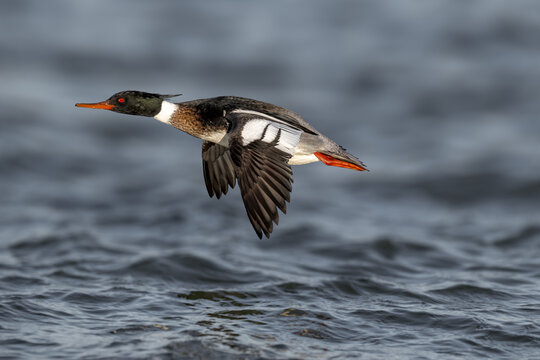 Male common merganser (Mergus merganser) flying low over open water, displaying swift flight in its natural freshwater habitat.