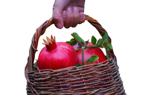 A hand holding a rustic wicker basket filled with fresh, juicy red pomegranates with green leaves, isolated on a clean white background. Perfect for autumn harvest, healthy eating, and organic food co
