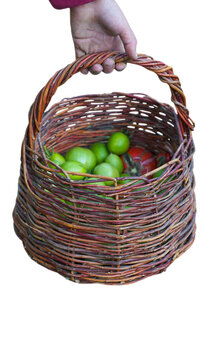 A close-up shot of a person's hand carrying a rustic woven willow basket packed with homegrown green tomatoes and one ripe red tomato, isolated on a white background. Perfect for agriculture, gardenin
