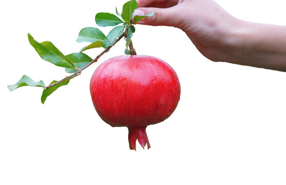 A vertical studio shot of a human hand holding a large, vibrant whole red pomegranate fruit by its stem with small green leaves, isolated on a pure white background. Perfect for commercial food advert