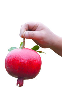 A vertical studio shot of a human hand holding a large, vibrant whole red pomegranate fruit by its stem with small green leaves, isolated on a pure white background. Perfect for commercial food advert
