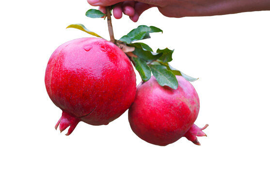 A close-up horizontal shot of a human hand holding a small branch with two whole, ripe and juicy red pomegranate fruits with green leaves, isolated on a pure white background. Features clean cutout lo