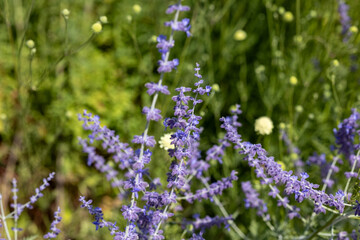 Obraz premium Russian sage perovskia atriplicifolia plant blooming in summer garden