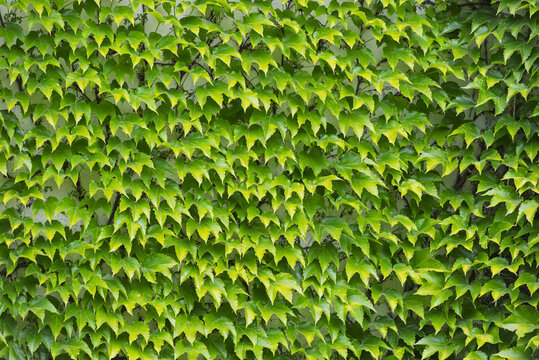 green ivy leaves