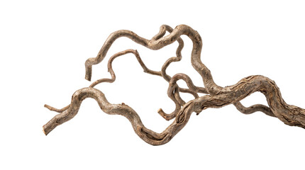 Twisted gnarled tree branches with no leaves isolated on transparent background png. © Isolated_png