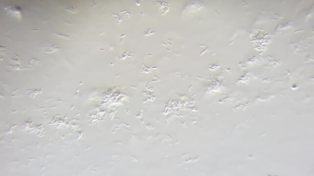 Bacillus cereus bacteria under phase contrast microscope