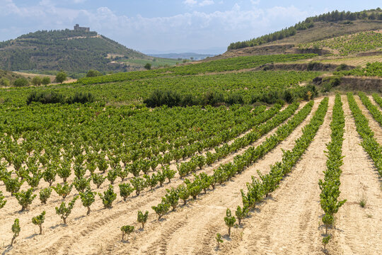 Vineyard rows leading to San Vicente de la Sonsierra castle, La Rioja