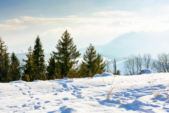 carpathian mountain landscape in winter. spruce forest on the snow covered hill. mountain scenery of ukraine on a cold sunny day. transcarpathia region