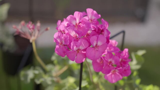 Pink geranium flowers bloom with blurred outdoor background