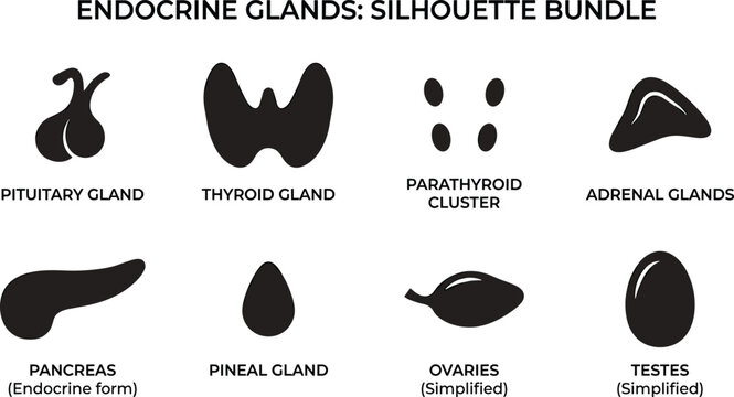 Endocrine Gland Silhouette Collection with Thyroid Pituitary Pancreas Adrenal and Reproductive Glands