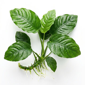 Top View of Anubias Coffeefolia Aquarium Plant with Textured Rippled Leaves and Healthy Rhizome Isolated on White Background
