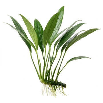 Anubias Barteri var. Glabra Aquarium Plant with Long Narrow Green Leaves and Healthy Rhizome Isolated on White Background