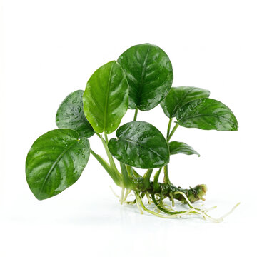 Anubias Barteri Coin Leaf Aquarium Plant with Rounded Glossy Green Leaves Isolated on White Background