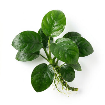 Top View of Anubias Barteri Coin Leaf Aquarium Plant with Round Emerald Green Leaves Isolated on White Background