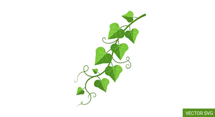 Green climbing ivy vine with heart shaped foliage © Polok