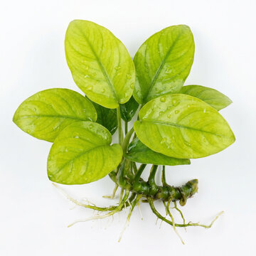 Anubias Nana Gold Aquarium Plant with Bright Lime Green Leaves and Exposed Rhizome Isolated on White Background