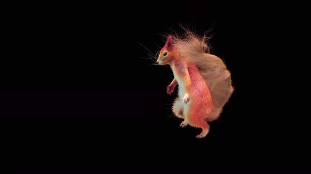 Realistic dancing squirrel performing rumba dance animation with alpha channel transparent background