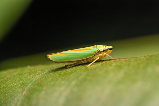 A closeup of an adult rhododendron leafhopper (Graphocephala_fennahi) on Rhododendron leaf