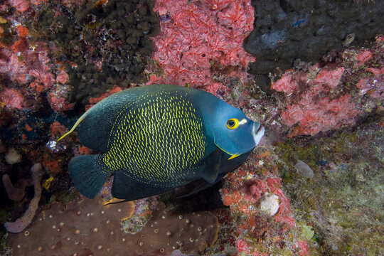 A beautiful French Angelfish swimming underwater along a reef. Pomacanthus paru