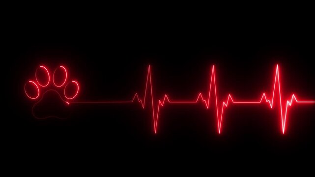 glowing neon Dog Paw Print Heartbeat Line icon Veterinary Healthcare ECG. Heartbeat icon with Paw Print Symbolizing black background. animation 4k video