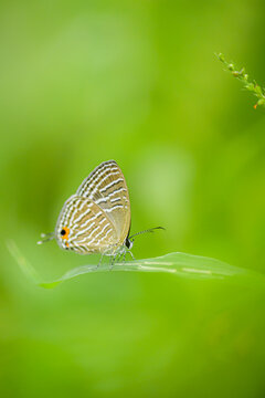 This elegant macro photograph captures a Common Cerulean butterfly (Jamides celeno) delicately resting on a fresh green leaf against a soft, luminous green background.