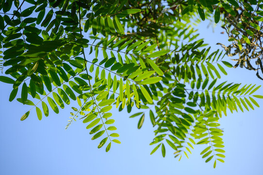 A tree's green leaves are illuminated by sunlight against a blue sky. Picture of the branch from below.