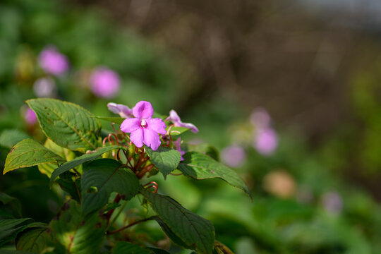 Close-up of vibrant purple wild impatiens flower blooming in a lush green forest with soft bokeh background.