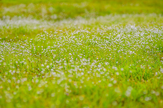 Wide closeup of the flower field of piperworts with selective focus and background blur of green grass at western ghats Maharashtra.
