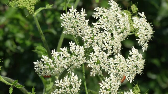 Beetles on white umbel flowers footage