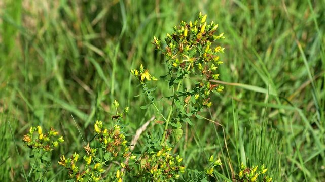 St John's wort blooming in meadow footage