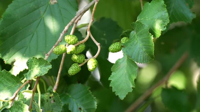 Green alder cones in wind footage