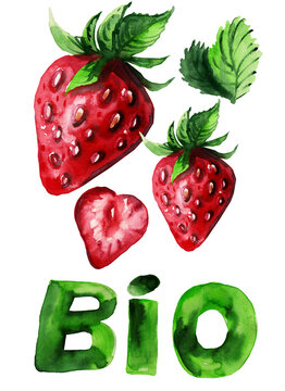 Watercolor illustration of fresh strawberries isolated on white background. Hand-drawn red berries, leaves and slices template with copy space.