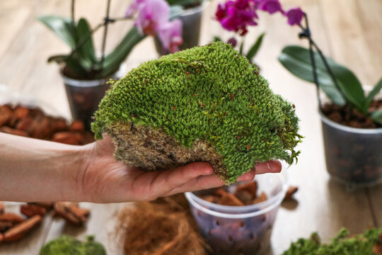 Leucobryum glaucum moss in a woman's hand. preparation for repotting houseplants, orchids, and Phalaenopsis. A type of live moss. sphanum peat moss close-up. High quality photo