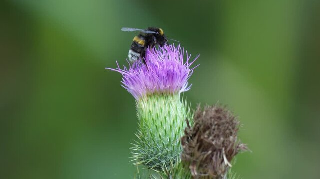 Bumblebee on purple thistle flower footage