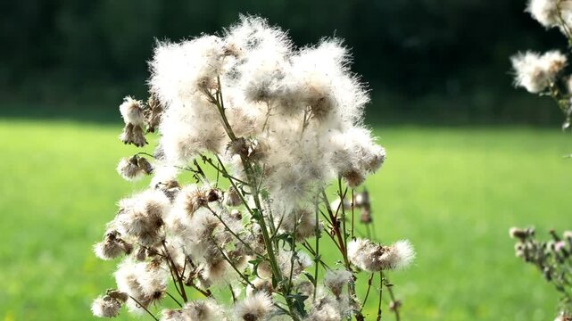 Thistle seeds blowing in wind, footage