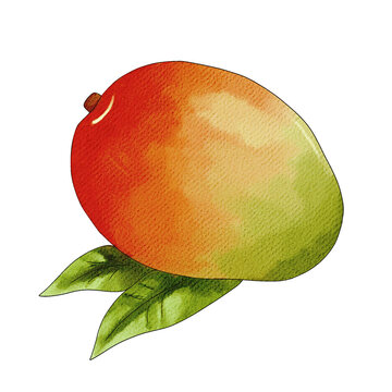 Watercolor mango fruit illustration isolated on white background