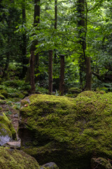 Fototapeta premium Moss-covered boulders along a rocky hiking path leading into a dense green forest