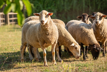 Obraz premium Sheep graze in a sunny field in Bekes, Hungary while enjoying the warm day among green surroundings