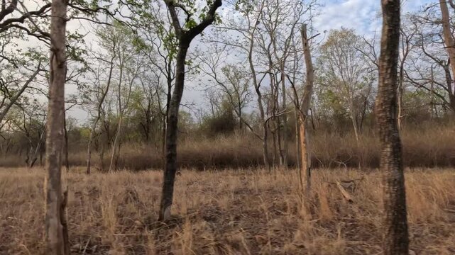 Dry deciduous forest scenic - leafless teak forest and grassland, Panna dry deciduous forest, blue sky - Panna National Park, Panna Tiger Reserve, Madhya Pradesh, India, 4K UHD wildlife footage