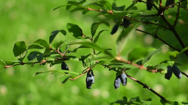 Fresh ripe haskap berries growing on a branch in a summer garden