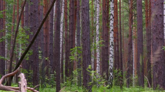 Moving across dark green pine forest floor, wild nature, wood tracking.