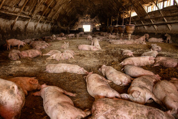 Pietrain pigs resting in a barn in Bekes, Hungary during the day © Szucs