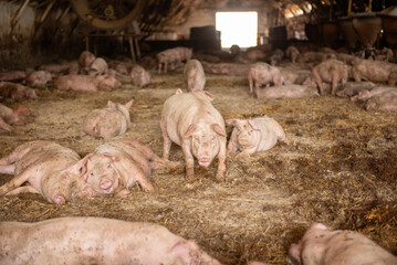 Pigs resting and moving in a barn in Bekes, Hungary during morning hours © Szucs
