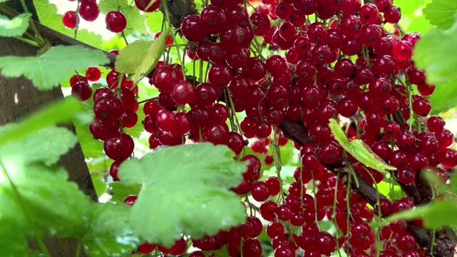 Fresh red currants hang in dense bunches with natural garden beauty. Perfect for harvest promotions, nutrition content, and editorial backgrounds.