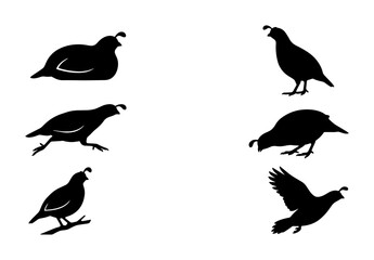 Fototapeta premium Quail Silhouettes Vector Set: Diverse Poses of Game Birds, Wildlife Icons for Nature and Hunting Graphics