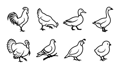 Farm Poultry Icons Set: Rooster, Hen, Duck, Goose, Turkey, Pigeon, Quail, Chick Vector Graphics © Md