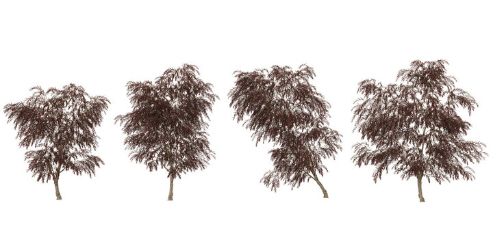 Collection of Agonis trees isolated on white background