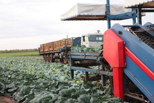 Rows of white cabbage on the field. Cabbage harvest. Harvesting cabbage by farmers. Farming. Tractors harvesting white cabbage. Transport is out of focus