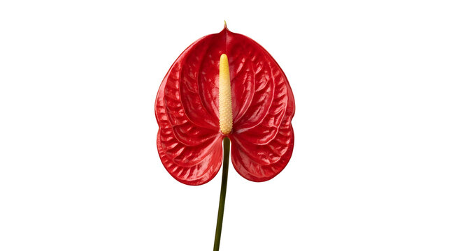 Single red anthurium flower on a stem isolated on a clean white background
