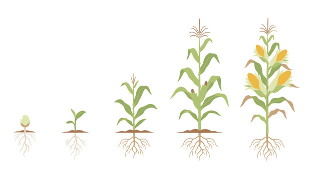 Illustrative timeline of corn plant growth showing five stages from seed with roots to a mature stalk with fully developed golden cobs.